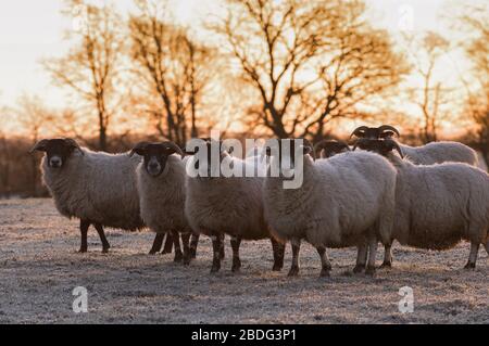 Scotch Blackface ewes on a cold frosty morning, Stirlingshire, Scotland, UK. Stock Photo