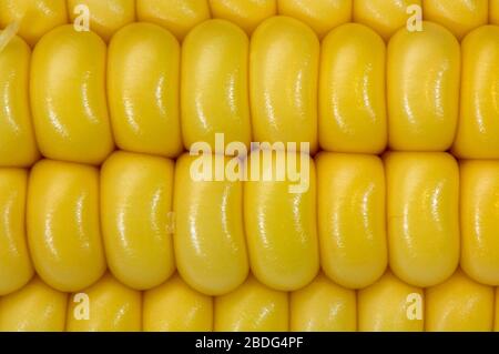 Sweetcorn on the cob. Stock Photo