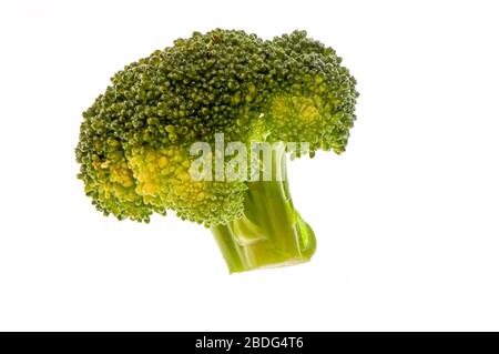 Broccoli head on a white background Stock Photo