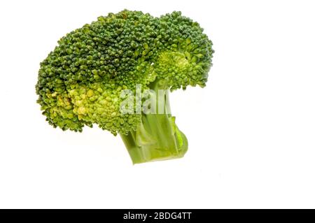 Broccoli head on a white background Stock Photo