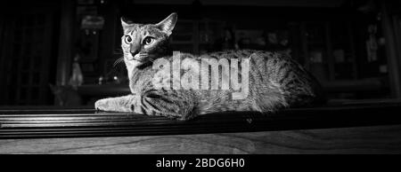 Panoramic of a rather aloof F1 savannah cat lying on a bar Stock Photo