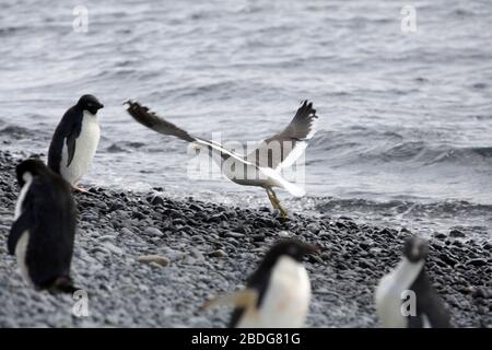 Kelp Gull with Adelie Penguins Stock Photo