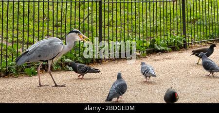 London, UK. 8th Apr, 2020. Weather, spring wildlife Green Park london UK A Grey Heron Ardea cinerea Credit: Ian Davidson/Alamy Live News Stock Photo