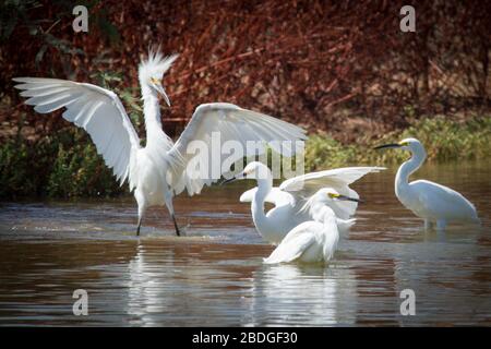 Four large snowy egrets bathe in the shallow water of a local pond in Gilbert, Arizona. Stock Photo