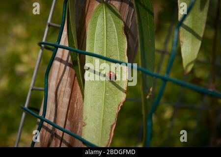 Ladybird on leaf in uk garden in spring sunshine Stock Photo
