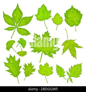 Green leaves with water drops on white background vector Stock Vector