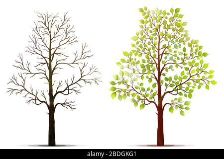 Trees on white background Stock Vector