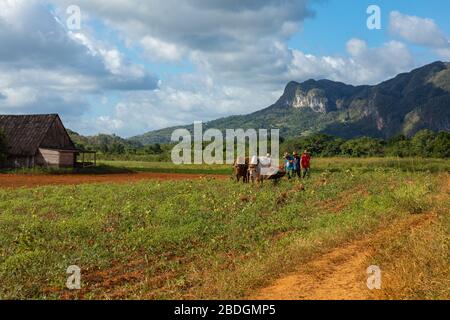 VINALES, CUBA - DECEMBER 14, 2019: Cuban farmer ploughing field with plough pulled by oxen on tobacco plantation.. The Vinales Valley (Valle de Vinale Stock Photo