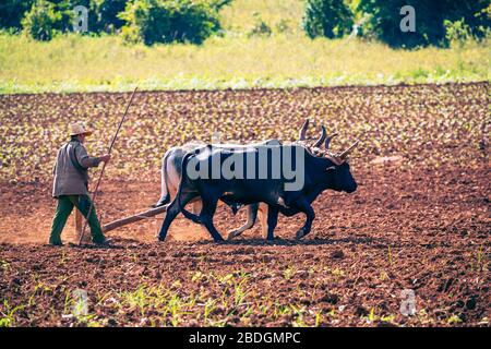 VINALES, CUBA - DECEMBER 14, 2019: Cuban farmer ploughing field with plough pulled by oxen on tobacco plantation.. The Vinales Valley (Valle de Vinale Stock Photo