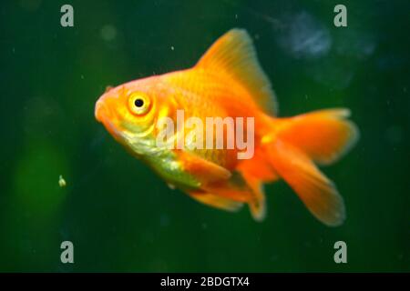 A beautiful, yellow fish (Cyprinidae)Ein schöner, gelber Goldfisch (Cyprinidae) Stock Photo