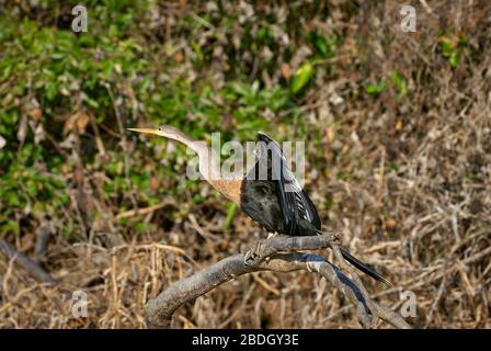 darter, Anhingidae, Anhinga melanogaster, cormorant, Phalacrocoracidae, Venezuela, South America, America Stock Photo