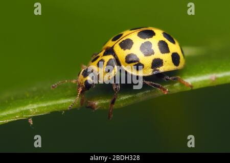 22-spot Ladybird (Psyllobora 22-punctata) crawling along edge of leaf. Tipperary, Ireland Stock Photo