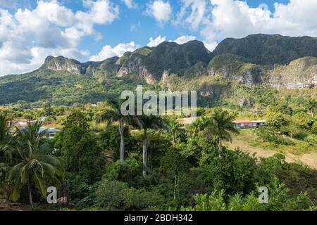 The Vinales Valley (Valle de Vinales), popular tourist destination. Tobacco plantation. Pinar del Rio, Cuba.