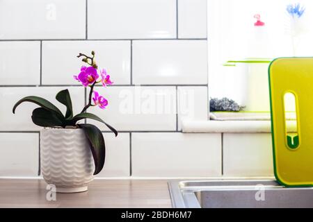 Orchid in white kitchen Stock Photo