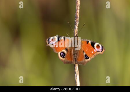 Peacock butterfly sunning itself on reed stem with green background Stock Photo