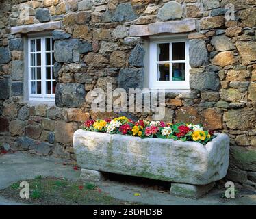 Guernsey. Architecture. Granite stone cottage wall with pansies growing in horse trough. Stock Photo