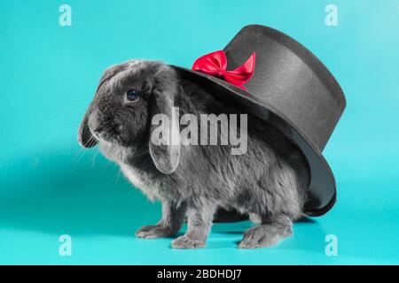 gray lop-eared dwarf rabbit next to a black cylinder hat on a turquoise background Stock Photo