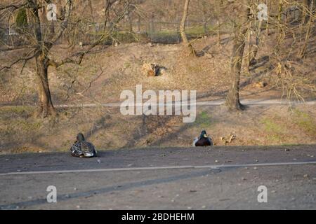 Ducks on the edge of the path in early spring Stock Photo