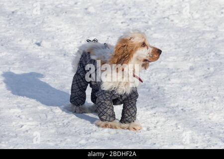 Cute english cocker spaniel in beautiful pet clothing is standing in the winter park. Pet animals. Purebred dog. Stock Photo