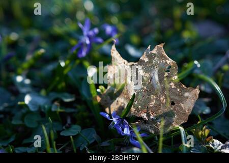 A dead golden Mapple (Acer) leaf skeleton laying on the grass and backlit by sunset. Concept for peacefulness, beauty in nature and environment, autum Stock Photo