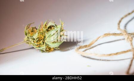 Hemp thread and medical marijuana buds, close-up. Using cannabis in fabric production and industry Stock Photo