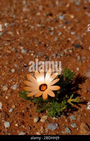 Brightly coloured Namaqualand Daisy or Dimorphotheca Sinuata at Bitterfontein, Northern Cape Province, South Africa Stock Photo