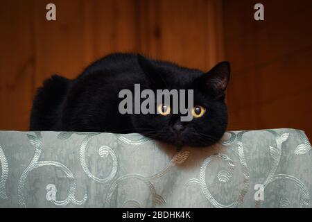 black cat with yellow eyes lays on the table in a country house room Stock Photo
