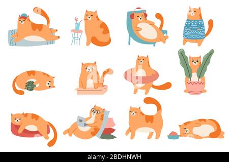 Cute cats. Cat in box, adorable red kitty sleeping and fat cat in fur sweater vector illustration set. Domestic animal lifestyle. Comic pet in glasses Stock Vector