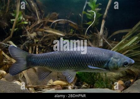 Grass carp, Ctenopharyngodon idella, single adult, Nottingham, March Stock Photo