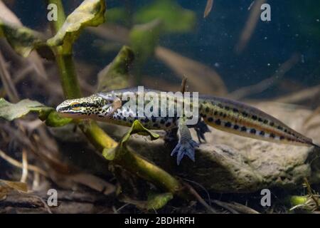 Palmate newt, Lissotriton helveticus, male in pond, Nottingham, March Stock Photo