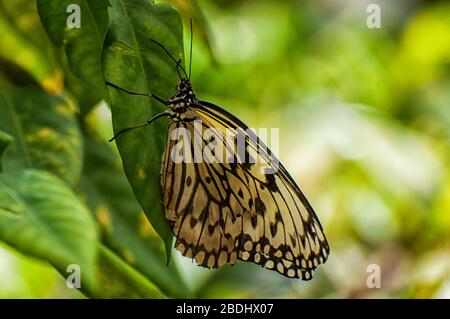 White tree nymph sits on a leaf Stock Photo