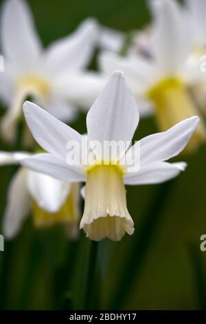 Narcissus Emcys,daffodil,daffodils, white swept back petals,elongated cup,pale primrose,flowers,flower,flowering,spring,RM Floral Stock Photo