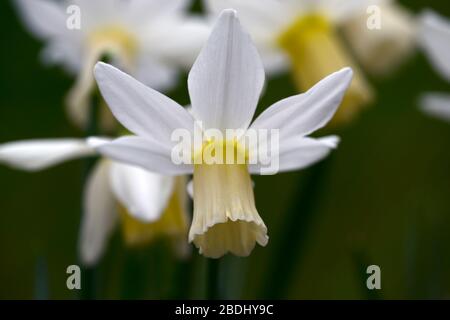 Narcissus Emcys,daffodil,daffodils, white swept back petals,elongated cup,pale primrose,flowers,flower,flowering,spring,RM Floral Stock Photo