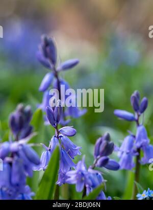 Bluebells in spring, photographed in the woodland near the walled garden at Eastcote House Gardens, London Borough of Hillingdon, UK. Stock Photo