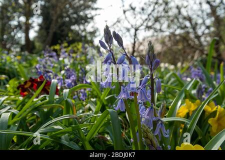 Bluebells in spring, photographed in the woodland near the walled garden at Eastcote House Gardens, London Borough of Hillingdon, UK.