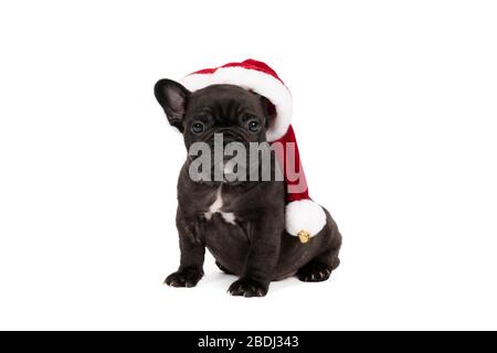 A Studio shot of an adorable French bulldog puppy wearing a christmas hat sitting on isolated white background looking at the camera with copy space Stock Photo