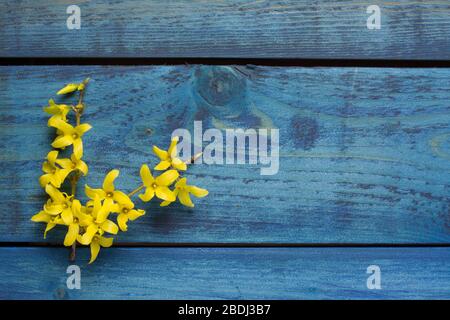 Yellow forsythia blossom on blue wooden background Stock Photo