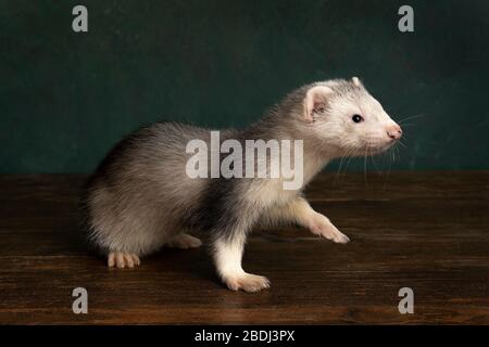 Ferret or polecat puppy walking to the right side in a Rembrandt light setting  against a green background Stock Photo