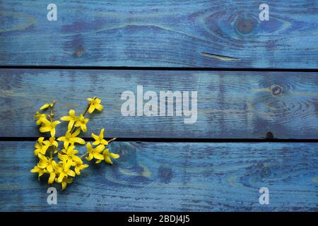 Yellow forsythia blossom on blue wooden background Stock Photo