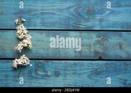 Vertical plum tree twig with white blossom on blue wooden background Stock Photo