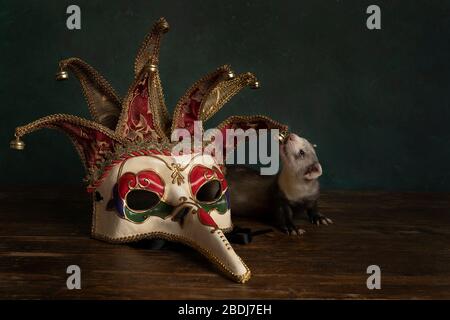 A curious young ferret or polecat puppy in a stillife scene with a Carnivale or Mardi Gras mask against a green background Stock Photo