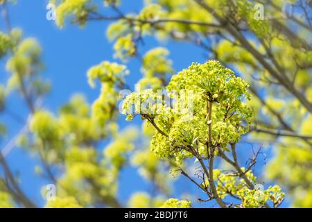 Maple flowers in early spring. Stock Photo