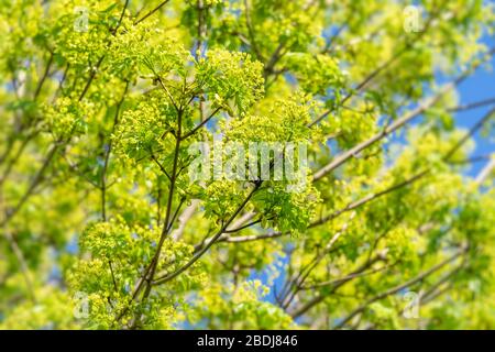 Maple flowers in early spring. Stock Photo