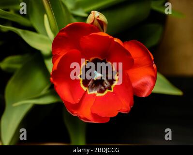 Close up tulip flower natural garden nature portrait Stock Photo