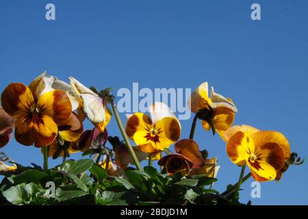 Pansy Flowers ( Viola tricolor var. hortensis)  Honey Bee Stock Photo