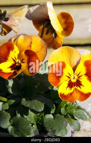 Pansy Flowers ( Viola tricolor var. hortensis)  Honey Bee Stock Photo