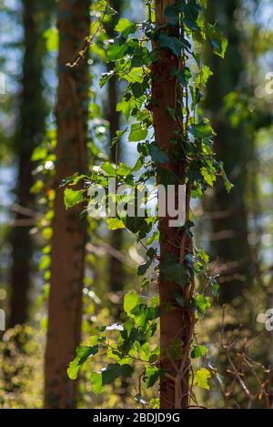 tree trunk with green leaves creeper 25063202 PNG