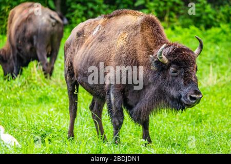 A member of a managed herd of Bison in the Elk and Bison Prairie at the Land Between the Lakes National Recreation Area in Kentucky. Stock Photo