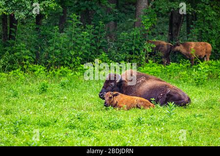 A member of a managed herd of Bison in the Elk and Bison Prairie at the Land Between the Lakes National Recreation Area in Kentucky. Stock Photo