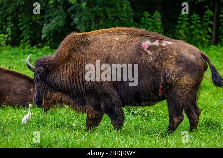 A member of a managed herd of Bison in the Elk and Bison Prairie at the Land Between the Lakes National Recreation Area in Kentucky. Stock Photo